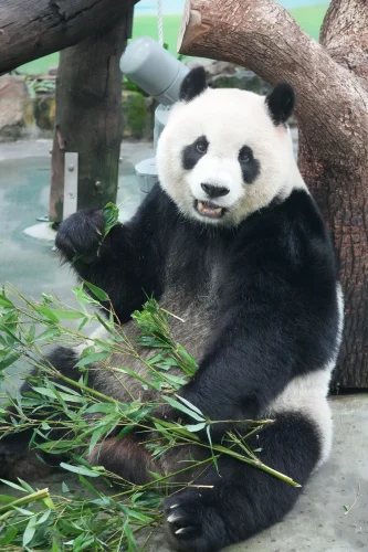 Meme gấu trúc 40