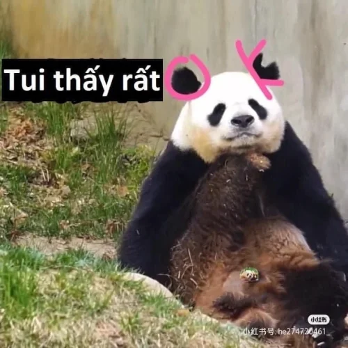 Meme gấu trúc 13
