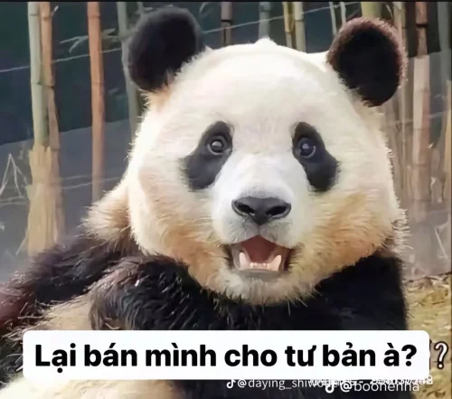 Meme gấu trúc 18