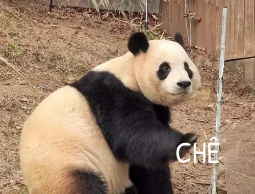Meme gấu trúc 19