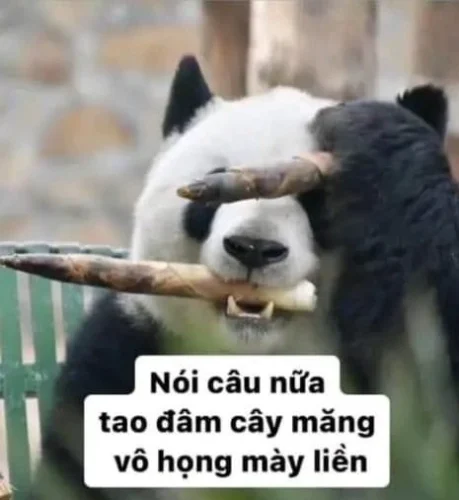 Meme gấu trúc 20