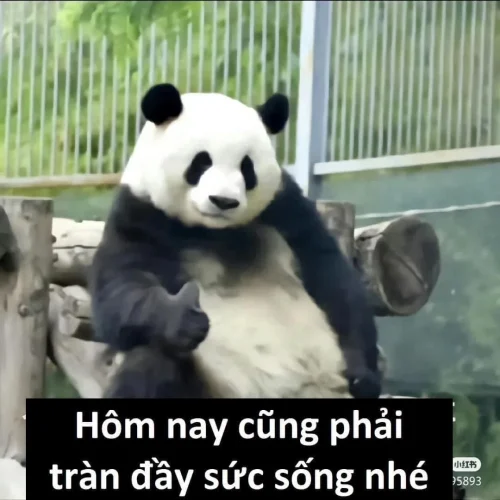 Meme gấu trúc 21