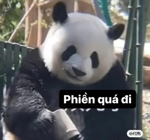 Meme gấu trúc 22