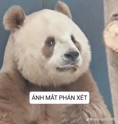 Meme gấu trúc 23