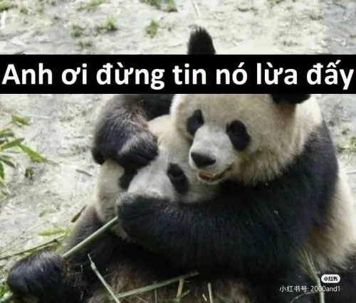 Meme gấu trúc 25