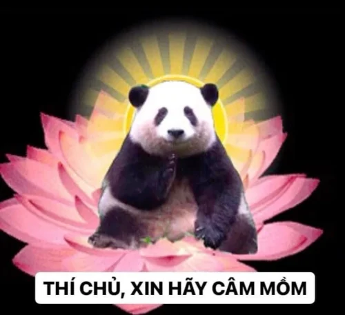 Meme gấu trúc 26