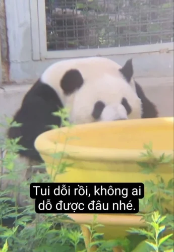 Meme gấu trúc 27