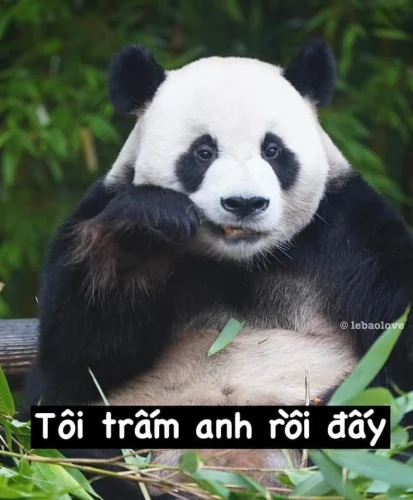 Meme gấu trúc 28