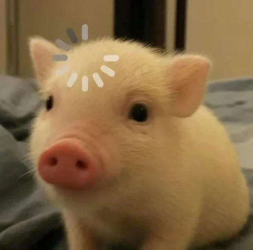 Meme heo 4
