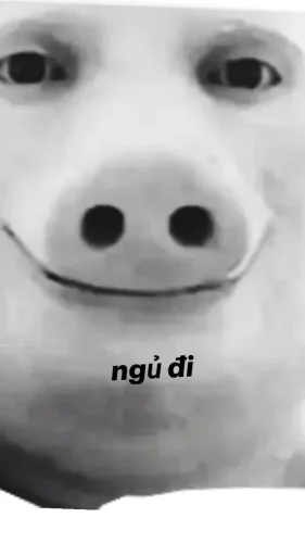 Meme heo 10
