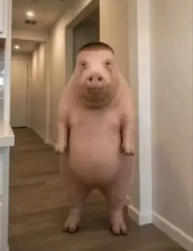 Meme heo 20