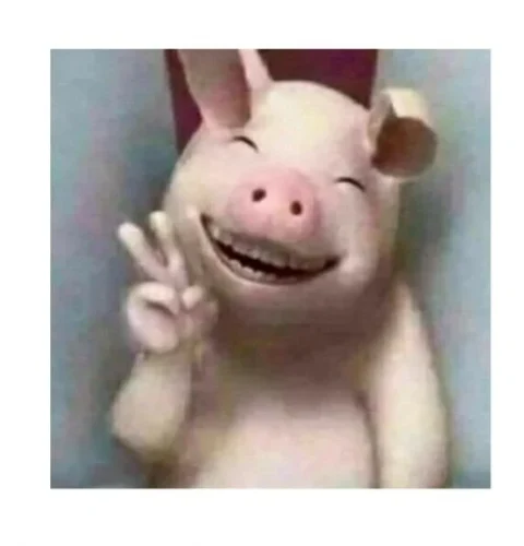 Meme heo 15