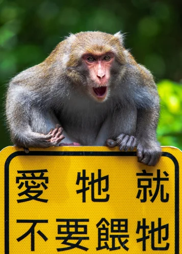 Meme khỉ 25