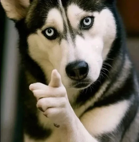 Chó husky mắt xanh chỉ thẳng vào ống kính, kiểu chọn đúng bạn rồi đấy