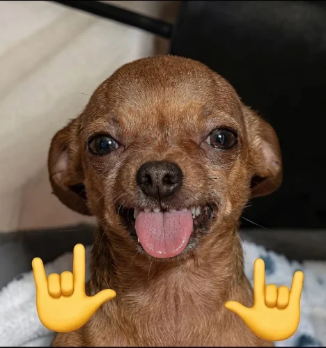 Chó nâu lè lưỡi kèm hai bàn tay emoji ký hiệu yêu, kiểu thích quá