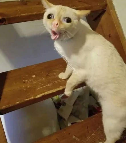 Meme like 54
