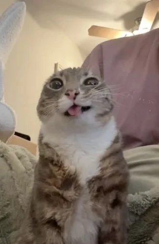 Meme like 13