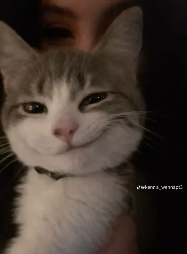 Meme like 56