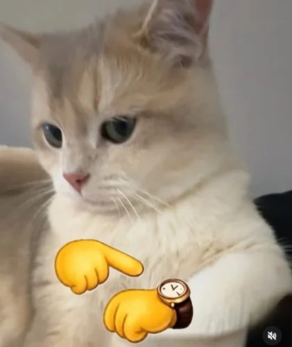 Meme like 58