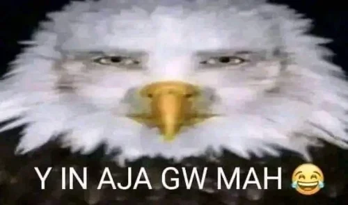 Meme mèo 39