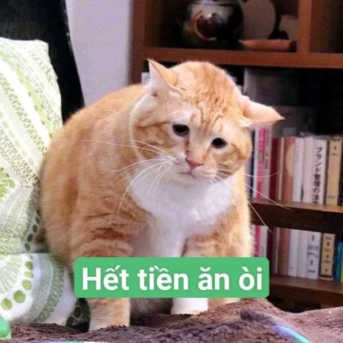 Meme mệt mỏi 8