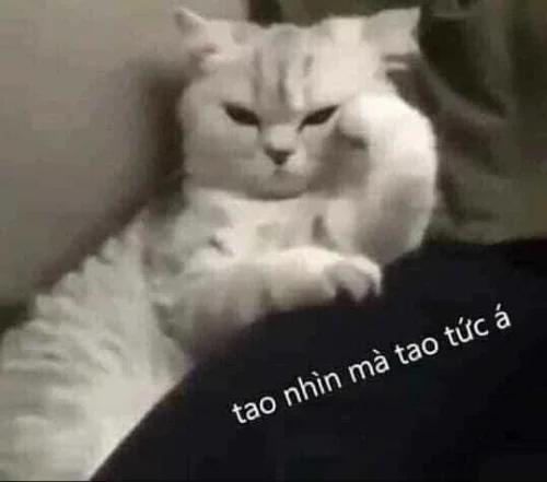 Meme mệt mỏi 18