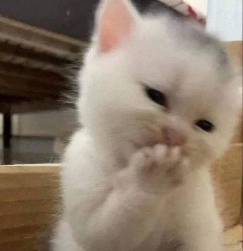 Meme ngại 18