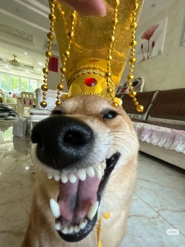 Meme ngại 20