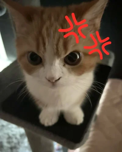 Meme ngại 55
