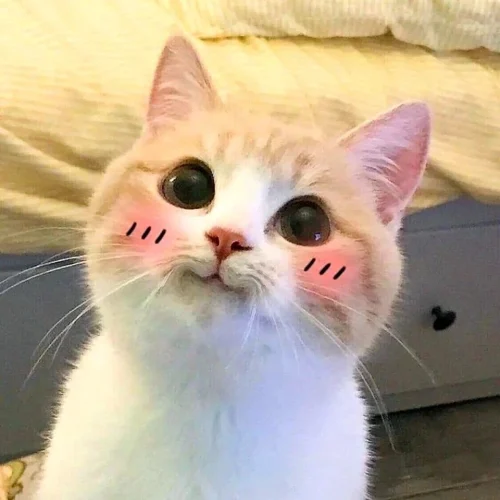 Meme ngại 26