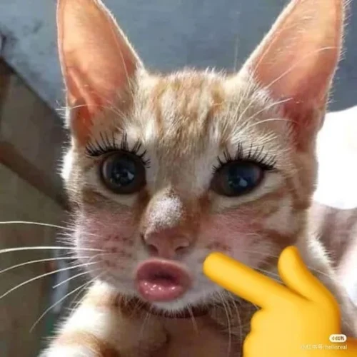 Meme ngại 2