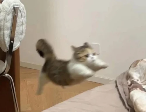 Meme ngại 17