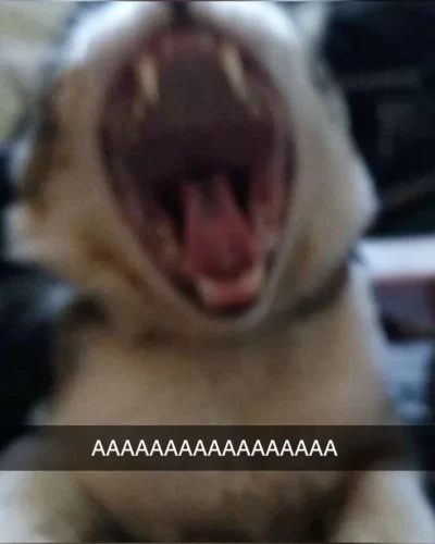 Meme ngại 20