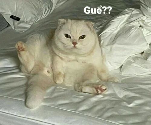Meme ngơ ngác 50