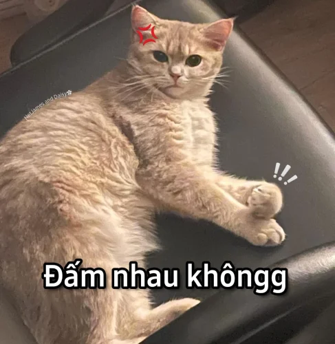Meme ngơ ngác 57