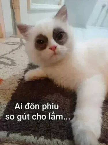 Meme ngơ ngác 59