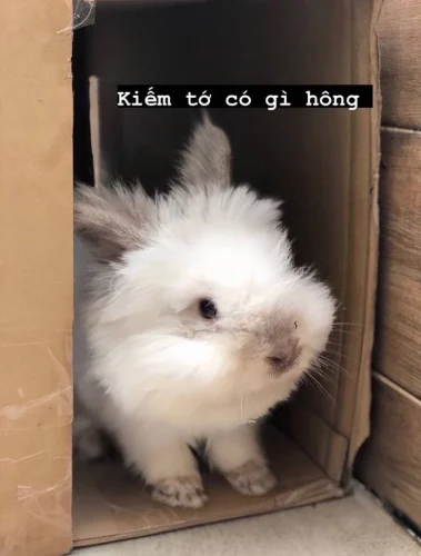 Meme ngơ ngác 7
