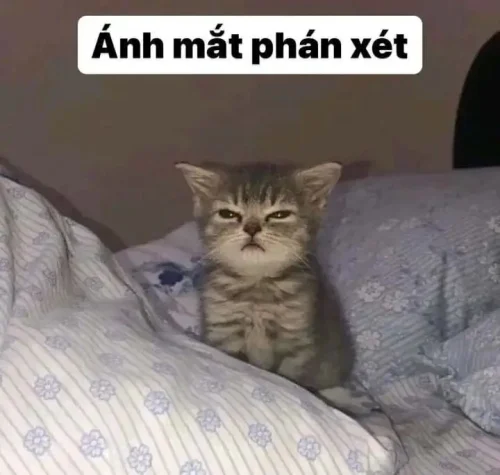 Meme ngủ 17
