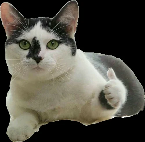 Meme OK 54