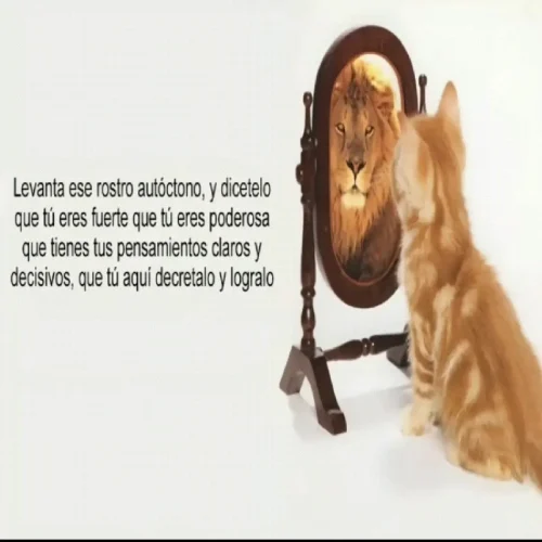 Meme OK 31