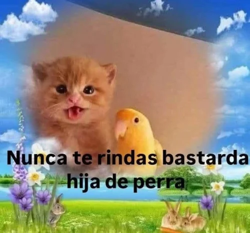 Meme OK 33
