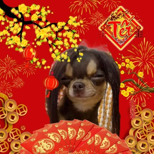 Meme Tết 8