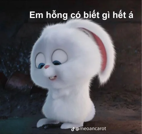Meme thỏ 16