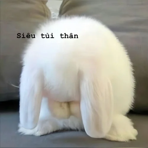 Meme thỏ 34