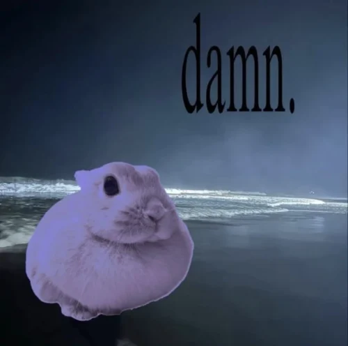 Meme thỏ 44