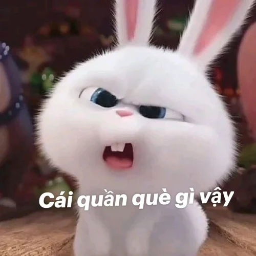 Meme thỏ 48