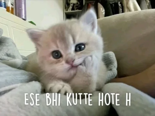 Meme thứ hai 48