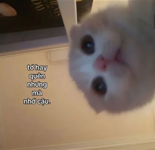 Meme tình yêu 5