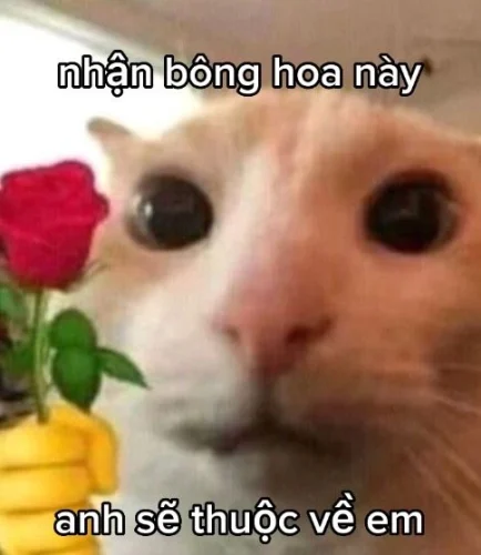 Meme tình yêu 13