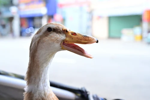 Meme vịt 2